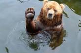 Ведмідь показав, як правильно розслаблятися у ванній кімнаті (ВІДЕО)