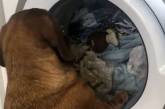 Мережа у захваті від собаки, що спостерігає за іграшкою у пральній машинці (ВІДЕО)
