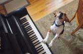 Новий хіт: модний пес в окулярах, що «грає» на фортепіано (ВІДЕО)
