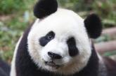 Мережу підкорила панда, закохана у свою доглядачку (ВІДЕО)