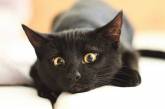 Чорний кіт з чудернацькою мордочкою став зіркою Мереж (фото)