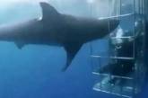 Велика біла акула забила себе на смерть, намагаючись напасти на дайверів - відео
