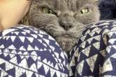Недовольная японская кошка по кличке Шамо. ФОТО