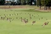 Сотні кенгуру "атакували" гольф-клуб – відео