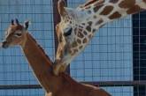 Єдиний у світі: у зоопарку США народився унікальний жираф без плям