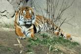 Тигр затишно влаштувався у ліжку (ФОТО)