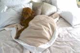 Собаки сплять на господарському ліжку (ФОТО)