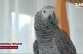 Знає, хто такий Путін: зірка TikTok папуга Дуся вражає своїм співом (фото, відео)