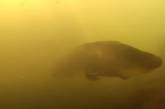 Найстаріша акваріумна риба: скільки їй років та який має вигляд (фото, відео)