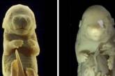 Вчені випадково створили ембріон миші з шістьма лапами і без статевих органів – фото