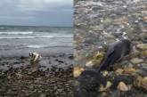 Собака врятувала дельфіна, який застряг на мілині біля берега