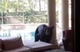 Ведмідь із трьома лапами вдерся до будинку, випив алкоголь та закусив кормом для риб – відео