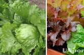 Як виростити салат Айсберг вдома: корисні поради
