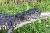 У Флориді знайшли алігатора без верхньої щелепи: який він має вигляд (фото, відео)