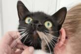 Кішка з двома носами спантеличила ветеринарів: який вона має вигляд (фото)
