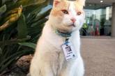 У австралійську лікарню на роботу “влаштувався” кіт, який живе по сусідству