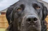 Чорний собака став повністю білим через хворобу: фото до і після