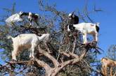 Навіщо Марокканські фермери змушують кіз залазити на дерева