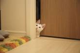 Чому кішки не можуть змиритися з зачиненими дверима: причина поведінки і дії людини