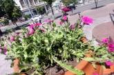 У середмісті Кропивницького вандали вкрали висаджені квіти