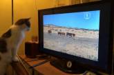 Видят ли животные изображения на экране телевизора