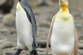 Желтый пингвин попал в объектив фотографа и стал звездой