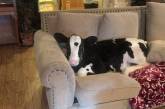 Бичок, вирощений собаками, спить на дивані, виляє хвостом, думаючи, що він цуценя