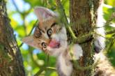Чому кішки часто «застрягають» на дереві та як їм допомогти