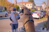 80-кілограмовий собака обожнює свого листоношу: грізний пес тане, коли бачить найкращого друга