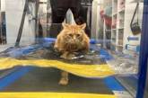 Ветеринари допомогли коту схуднути у дивний спосіб: до чого довелося звикнути тварині