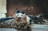 Первый порносайт для кошек – об инициативе Uanimals