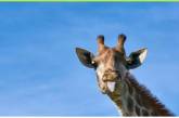Вчені пояснили, звідки у жирафів довгі шиї
