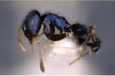 В Індії відкрили новий вид мурахи – металеву синю