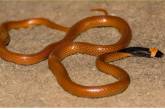 Відкрито новий вид змій із подвійним забарвленням