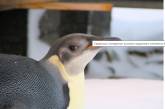 Українські полярники зустріли рідкісного пінгвіна в Антарктиді