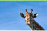 Вчені пояснили, звідки у жирафів довгі шиї