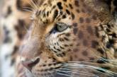 Працівники зоопарку безуспішно намагалися змусити схуднути леопарда з ожирінням: який він має вигляд
