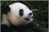 У найстарішому зоопарку Японії з’явилися на світ дві панди