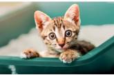 Новий хіт: кошеня поставив на місце грайливе цуценя 