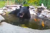 Ведмідь просто хотів охолодитися, але швидко пошкодував про своє рішення