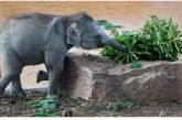 Мережі насмішив слон, що заснув у басейні (ВІДЕО)