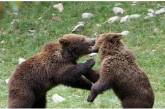 У Піренеях народилася рекордна кількість бурих ведмедів