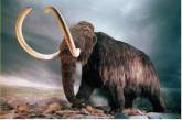 Вчені назвали причиною вимирання мамонтів випадковість