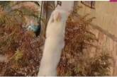 На відео потрапило екстремальне полювання кота на щура