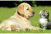Собака и кот стали родителями для маленьких бабуинов (ВИДЕО)