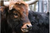Опубліковано відео з биком, що увірвався до ізраїльського банку та влаштував переполох