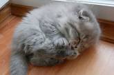 Смішні кошенята, які смішно сплять (ФОТО)