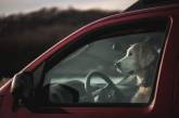 Замкнений у машині пес навчився тиснути на гудок від нудьги (відео)