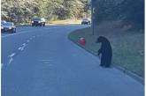 У США ведмежа помітило червону кульку на дорозі та погралося з нею