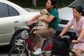 В Шанхае введут закон "одна семья - одна собака"